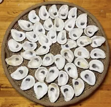 Set of 50 Medium Size Cleaned/Bleached Oyster Shells ( Around 3.5/4 Inches)