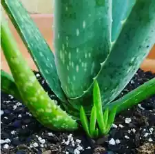 Aloe Vera Live Plant Plants Rooted Medicinal, Beauty, Herbal free shipping