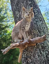 Bobcat Taxidermy Full Body Mount Cabin Camp Man Cave Home Office Den Decor