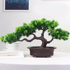 mimosa bonsai for sale