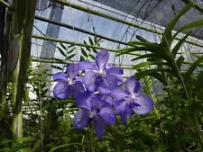 Vanda Coerulea Orchid plant Rare species Bloomong Size THAILAND + Phyto