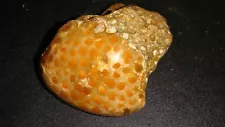 OLD AGATIZED INDONESIAN FOSSIL CORAL DOME POLISHED SPECIMEN 392 GRAMS