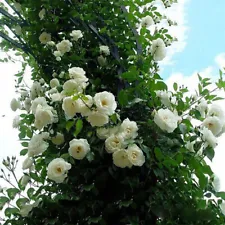 100Pcs Climbing Rose Rosa Multiflora Perennial Fragrant Flower Home Decor