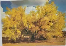 Arizona State Tree Palo Verde Trees Postcard 4X6 Chrome Unposted