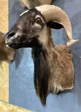 Corsican Ram Shoulder Mount ~ Taxidermy