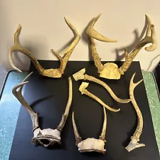 Lot Of 4 Deer Antlers And 3 Sheds