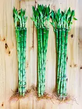 Live Lucky Bamboo 18” Plants