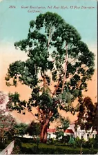 Scenic View Giant Eucalyptus Tree California CA Houses Postcard Unused Unposted