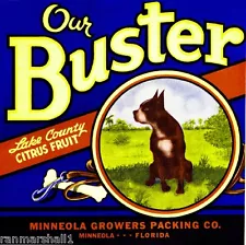 Minneola Florida Our Buster Boston Terrier Dog Orange Fruit Crate Label Print