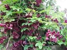 3 Plant -Vine Perennial - Akebia quinata - 2.5" Pot - FREE SHIPPING US