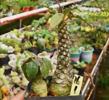 2PCS Rare Succulent Living Plant Dorstenia elata Gardner WYSIWYG Sale Boutique