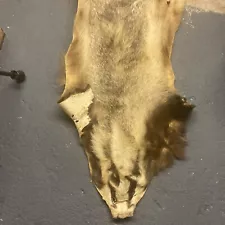 Badger Skin, Eutopen, Taxidermy