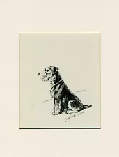 LAKELAND TERRIER LOVELY SITTING DOG 1937 MOUNTED DOG ART PRINT by LUCY DAWSON