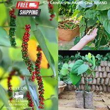 Black Pepper/Peppercorn/Piper Nigrum/Heirloom Planting Seeds 50+ free shipping