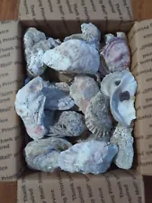 Oyster Shells Bulk 110pc. seashells Crafts Decoupage Wedding Free Ship 2.5-4.5"