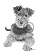 AIREDALE TERRIER PUPPY pencil drawing art print A4 only signed artwork dog