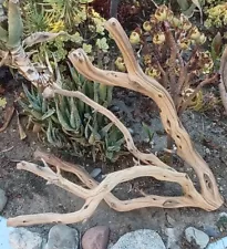 Large Driftwood Manzanita terrarium aquascape Stump 24"×17"×17"