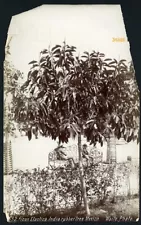 Larger size C. B. WAITE photo, Ficus Elastica, rubber tree, Vintage fine art MA