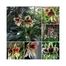 Hippeastrum Papilio * Butterfly Amaryllis * Rare Tropical Flower Plant * (ID483)