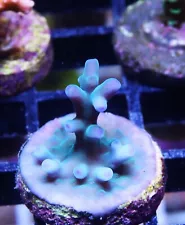 ORA Hawkins Echinata Acropora Zoanthids Paly Zoa SPS LPS Corals, WYSIWYG