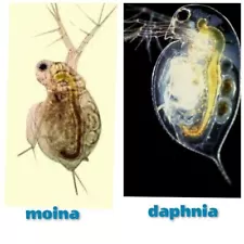 daphnia eggs for sale