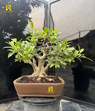 REAL PICTURES - Bonsai Ficus Microcharpa LOA - Showing Off Muscular Leg Trees..!