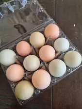 12+ Easter Egger Hatching Eggs, Colorful Hatching Eggs, Pastel Fertile Eggs