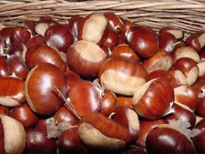 Fresh Chestnut Seeds Autumn Sept 2024 Nut Crop Gathered Daily in Georgia USA