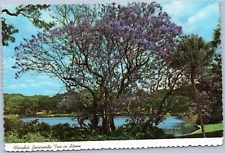 Florida's Jacaranda Tree in Bloom