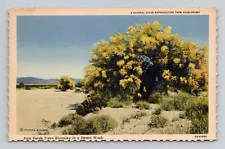 Postcard Blooming Palo Verde Tree Palm Springs California, Vintage Linen H3