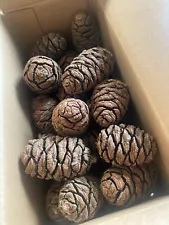 100 Giant Sequoia Pine Cones For Crafts, Holiday Decorations And More!