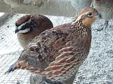 50+ Butler Bobwhite Quail Hatching Eggs