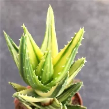 Aloe Nobilis "Gold Tooth" Variegata Succulent home garden Plants 5-9cm