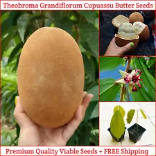 10+ Theobroma Grandiflorum Cupuacu Butter Seeds Rare Exotic Fruit For Planting