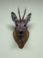 deer mounts for sale