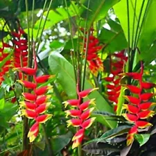 New Heliconia Rostrata Rhizome Cuttings live Plant Roots Tropical Hanging Lobste