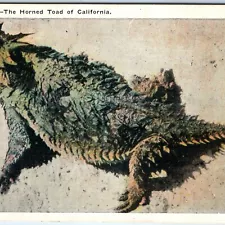 c1920s Pub. Los Angeles, CA Horned Toad of Cali. PC Cute Reptile Lizard LA A323