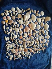 4+ Lbs Seashells Mixed Lot For Crafts Decorating Aquariums Terrariums and more!