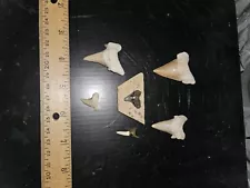 Sharks Teeth. 6 Total. Unsure Of Origin. Need A Good Home. Thanks!!