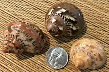 3 TURBO PETHOLATUS SEA SHELLS FOR YOUR GROWING HERMIT CRAB