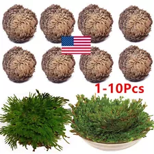 1-10XResurrection Rose Of Jericho Live Magic Plant Dinosaur Air Fern Spikes Moss