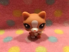 Littlest Pet Shop Lps Pet Orange & White CAT Hazel Eyes Paw Up! New! Hasbro