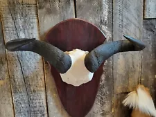 African Blue Wildebeest Skull and Horn Mount For Sale