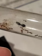 Tetramorium Immigrans (Pavement Ant) Ant Queen with 10-20 Workers and Eggs