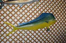 70" Mahi-mahi Half Mount