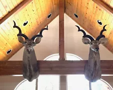 Beautiful pair of Kudus shoulder mounts for sale