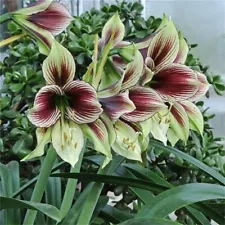 2 Pc Cute Real Hippeastrum Bulbs, Amaryllis Bulbs