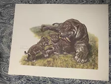 SABER TOOTH TIGER AND CUBS PRINT LIMITED NUMBERED “A Time For love” MARK HALLETT