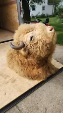 Massive Real White Buffalo / Bison Shoulder Taxidermy Mount