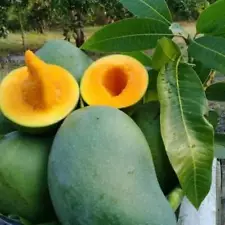 Grafted Mango Mahatir Fruit Tree Fast Shipping